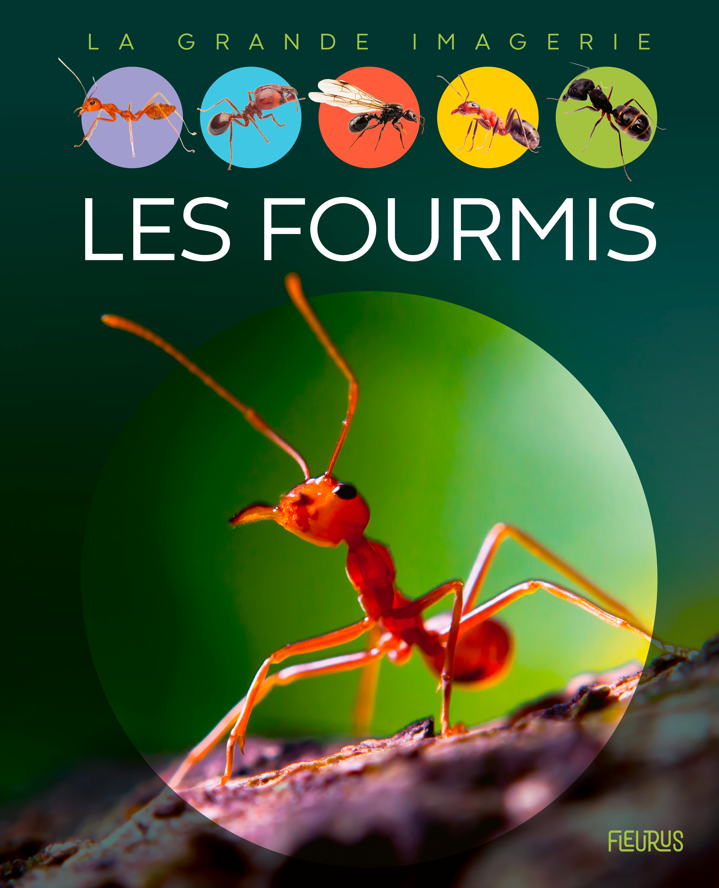 Les fourmis - Boccador Sabine - FLEURUS