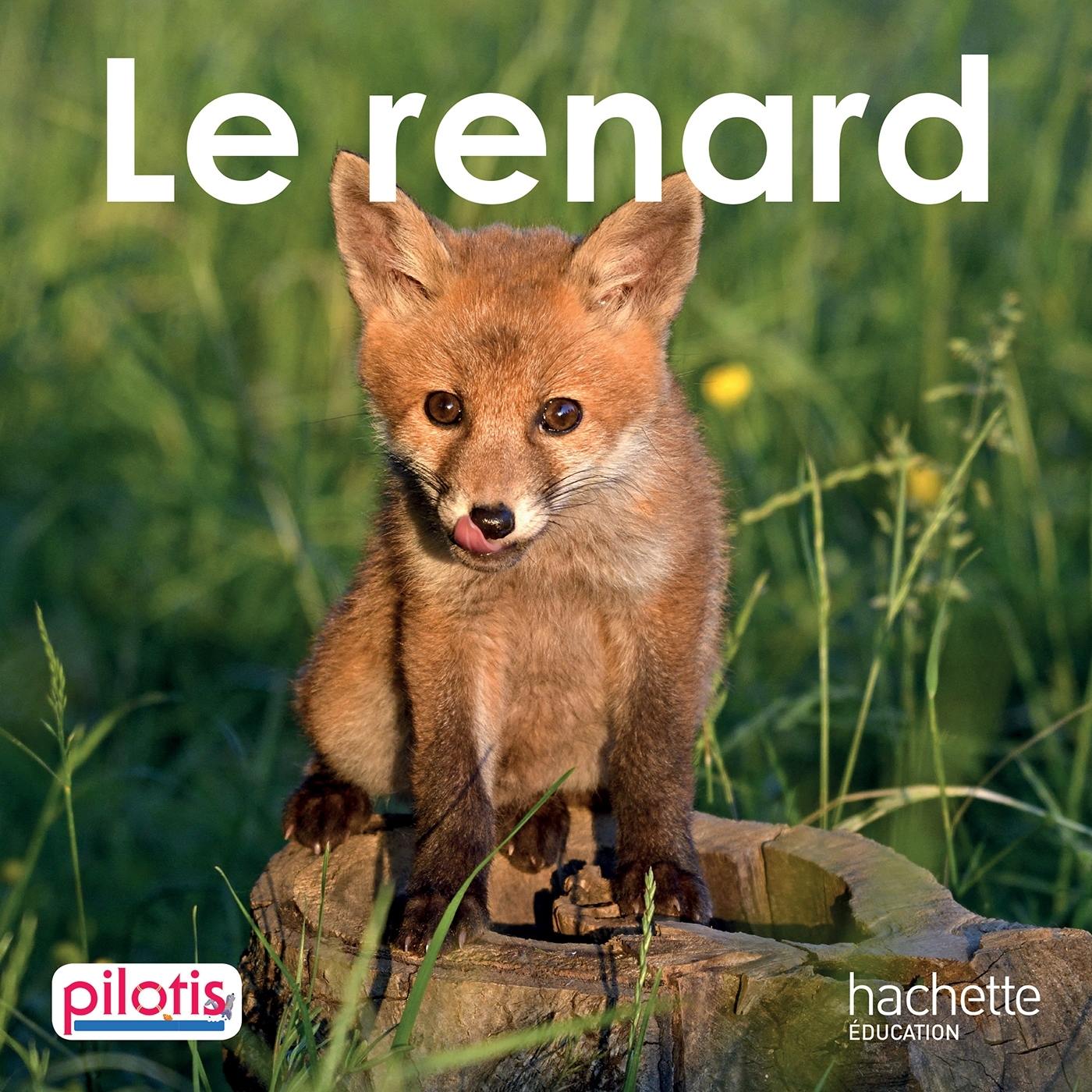 Lecture CP - Collection Pilotis - Le Renard - Album - Edition 2019 - Delphine Grasset, Géraldine Le Gaouyat-Le Sage - HACHETTE EDUC