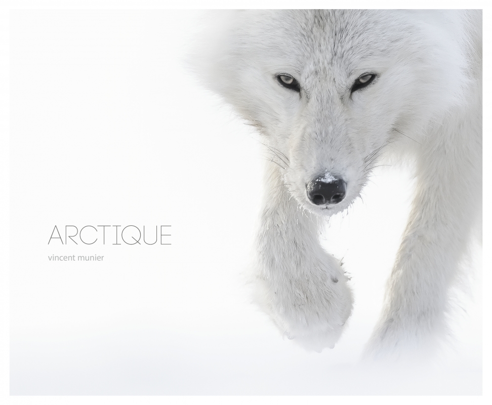 Arctique - Vincent Munier - KOBALANN