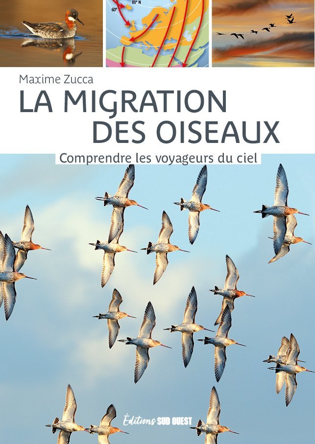 La migration des oiseaux - Maxime Zucca - SUD OUEST