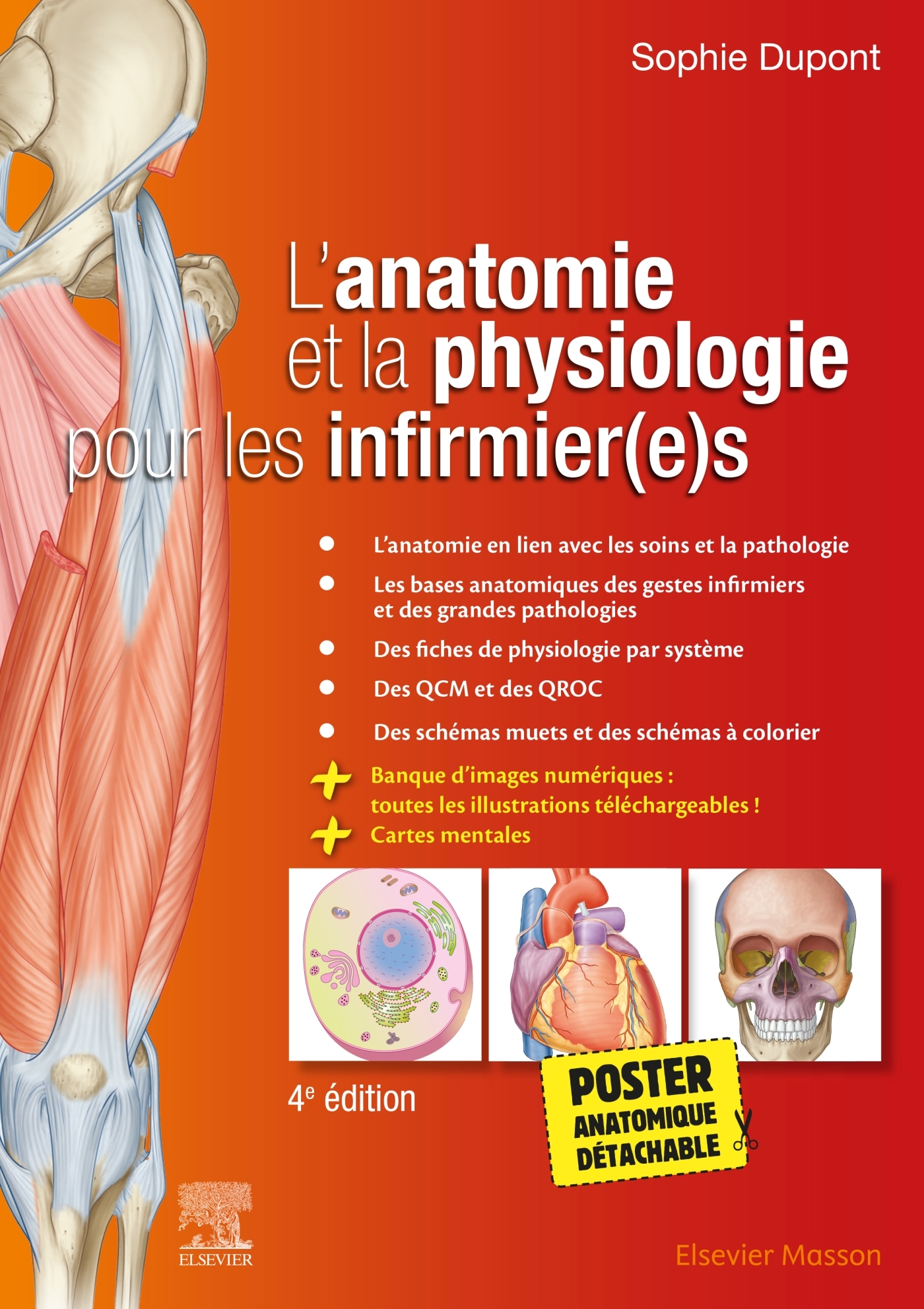 L'anatomie et la physiologie pour les infirmier(e)s - Sophie Dupont - MASSON