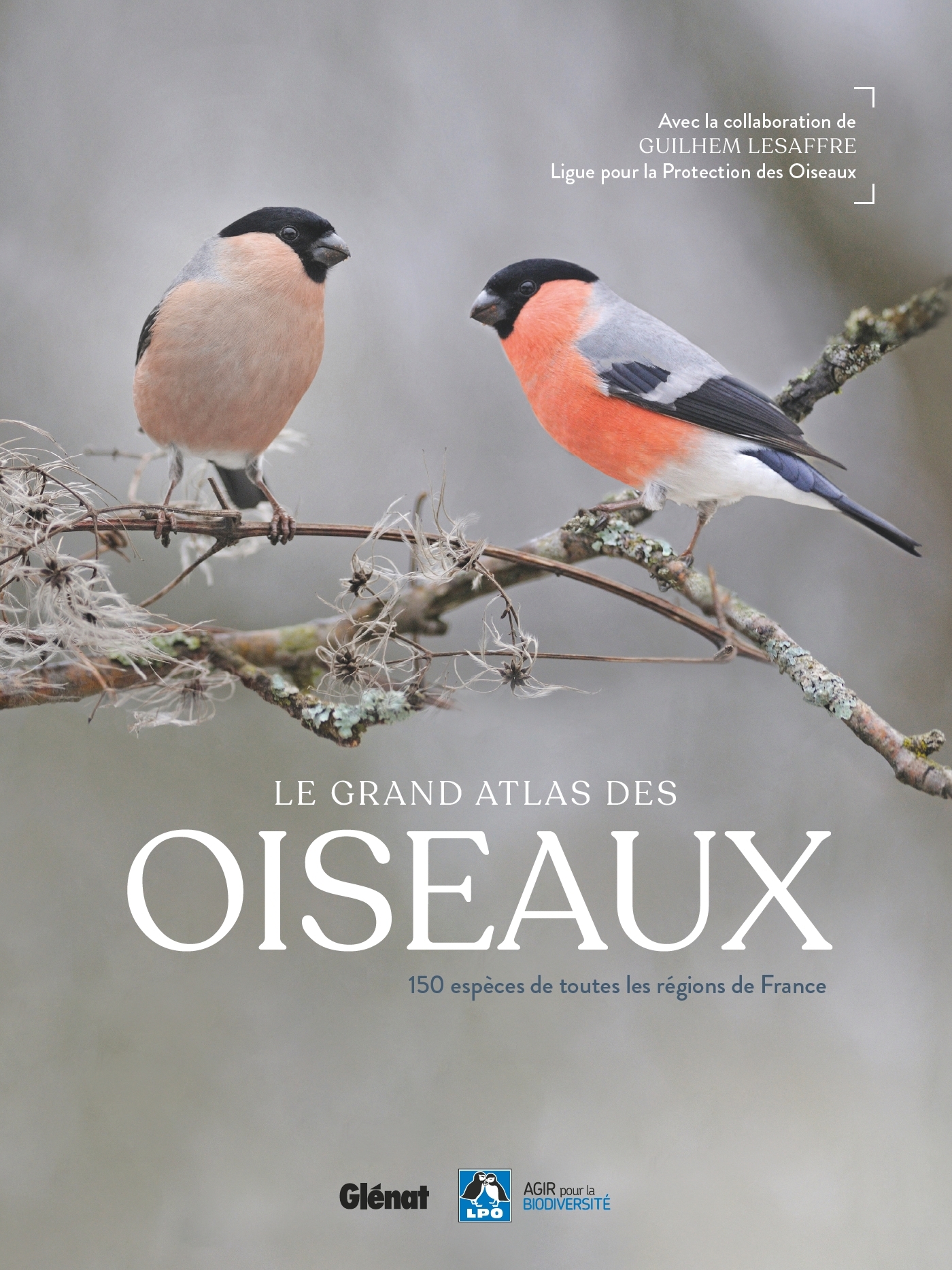 Le grand Atlas des oiseaux -   - GLENAT