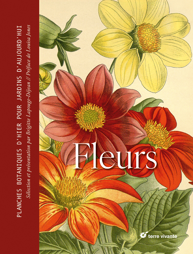 Fleurs - Brigitte Lapouge-Déjean - TERRE VIVANTE