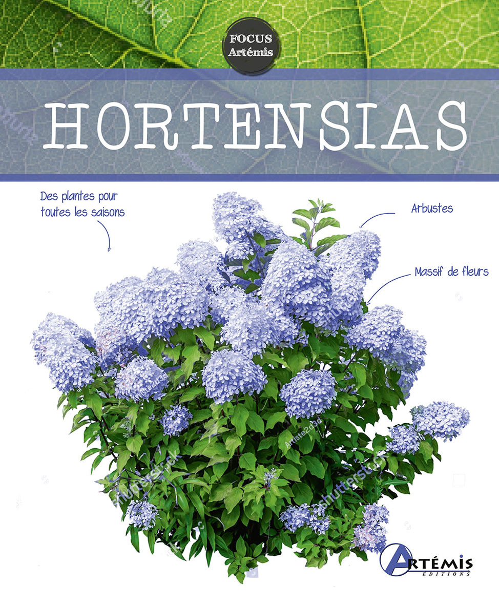 Hortensias - Gérard Sasias,  Collectif - ARTEMIS