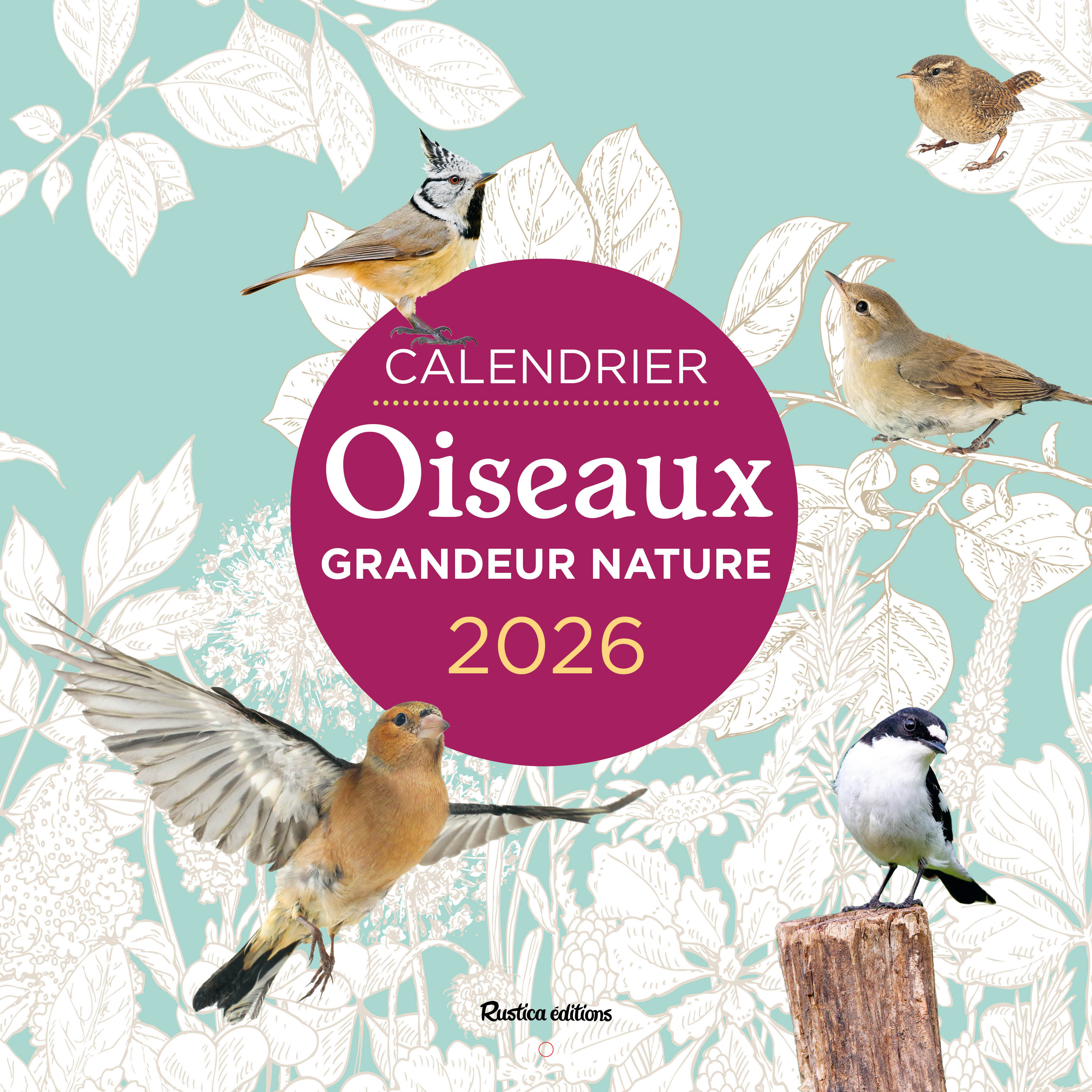 Calendrier Oiseaux grandeur nature 2026 - Guilhem Lesaffre - RUSTICA