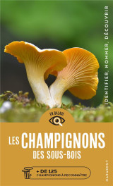 Les champignons des sous bois