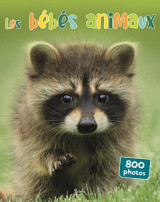 Les bebes animaux 800 photos